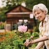 Older woman gardening and tending flowers in a lush outdoor garden, smiling while working near a wooden shed.